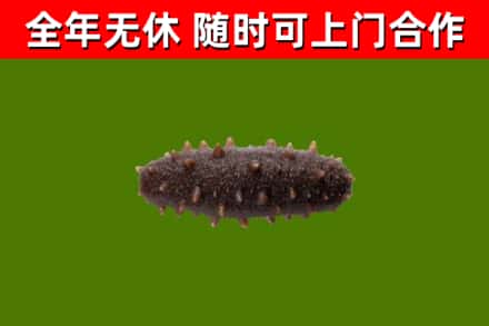 忻州烟酒回收干海参.jpg